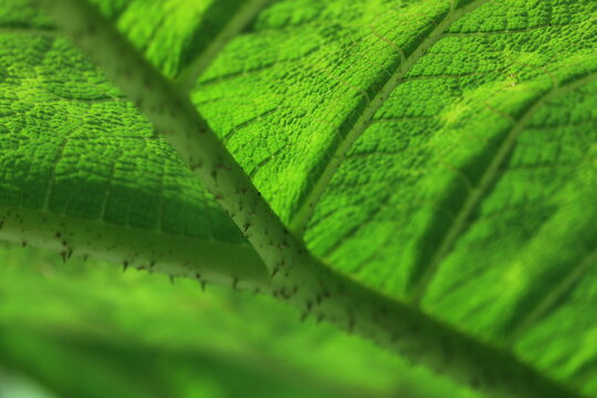 green leaf texture - Powered by Adobe