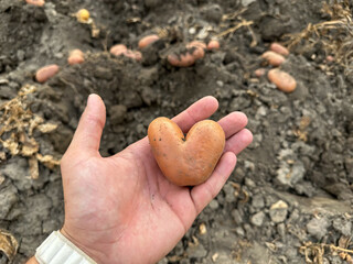 A person is confidently holding a uniquely shaped heart potato in their hand