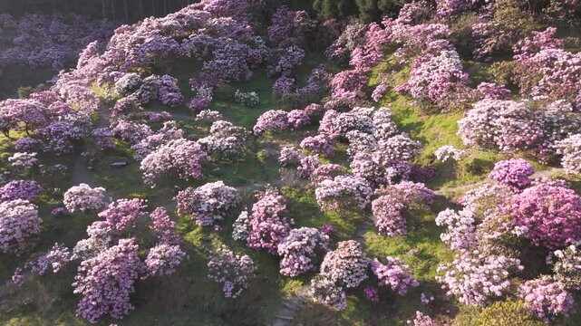 「シャクナゲの花」ドローン映像（日本）