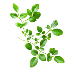 Fototapeta premium Fresh green sprig, studio shot, black background, food ingredient