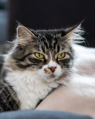 Portrait of a domestic cat with expressive eyes, soft fur, and a calm demeanor, capturing the charm and personality of a beloved pet.