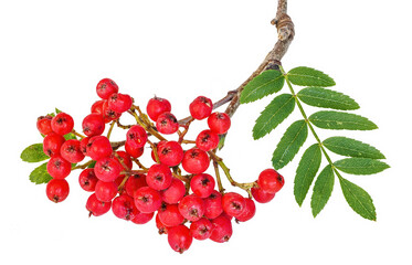 mountain ash or rowan, quick beam (Sorbus aucuparia), isolated on white background
