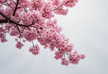 Racimo de cerezos en flor. Los p&eacute;talos rosados contrastan con el fondo blanco, simbolizando la primavera, la renovaci&oacute;n y la paz