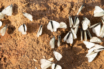 White butterflies gather in a pile on wet sand.