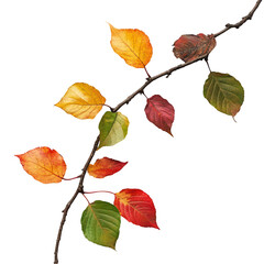 Obraz premium Autumn branch with colorful leaves on black background
