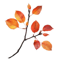 Obraz premium Autumn Branch with Red and Orange Leaves Isolated on Black Background