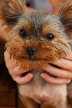 Engry Yorkshire Terrier on a wooden floor. 