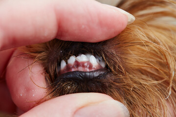 Close up of a Yorkshire terrier's teeth with a human hand