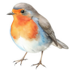 Fototapeta premium Watercolor european robin bird isolated on transparent background