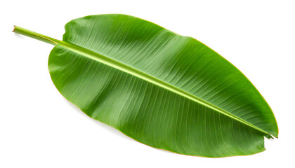 Fototapeta premium green leaf isolated on white background