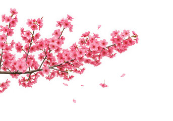Pink cherry blossom branch with falling petals isolated on transparent background