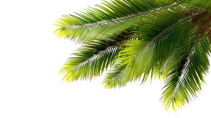 Naklejka premium Palm Fronds Swaying Gently Against a White Background