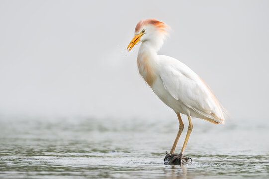 Western cattle egret