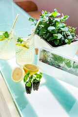 Mint plants with lemon water and herbs for fresh drink preparation