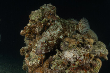 Fish swimming in the Red Sea, colorful fish, Eilat, Israel
