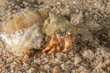 Hermit Crab in the Red Sea Colorful and beautiful, Eilat Israel