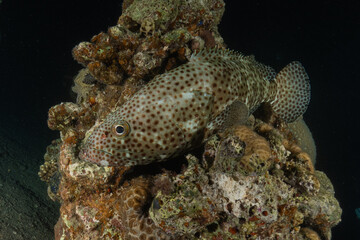 Fish swimming in the Red Sea, colorful fish