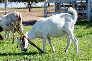 Goats loose in the farm pasture with a yoke to send them escaping through the fence