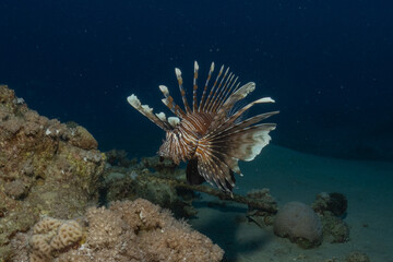 Lionfish (Pterois miles) in the Red Sea, colorful fish, Eilat, Israel

