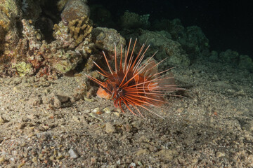 Lionfish (Pterois miles) in the Red Sea, colorful fish, Eilat, Israel
