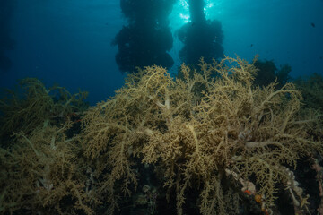 Coral reef and water plants in the Red Sea, Eilat Israel
