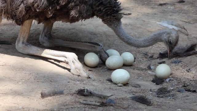 ostrich sits on eggs. Ostrich collects its eggs. High quality 4k footage