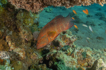 Fototapeta premium Fish swimming in the Red Sea, colorful fish