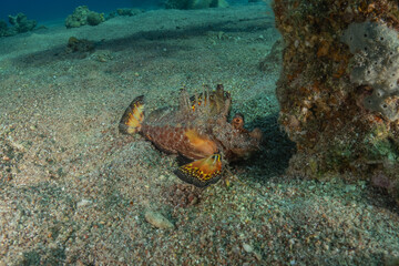 Lionfish (Pterois miles) in the Red Sea, colorful fish, Eilat, Israel
