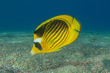 Fish swimming in the Red Sea, colorful fish
