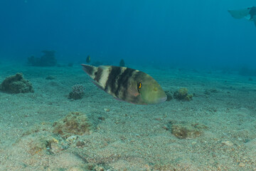 Fish swimming in the Red Sea, colorful fish
