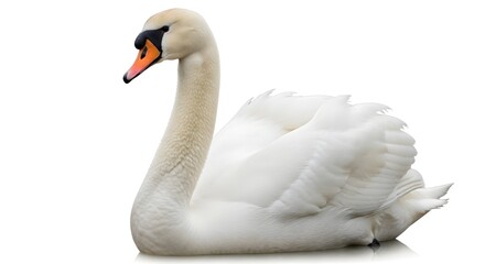 Fototapeta premium Elegant White Swan on White Background