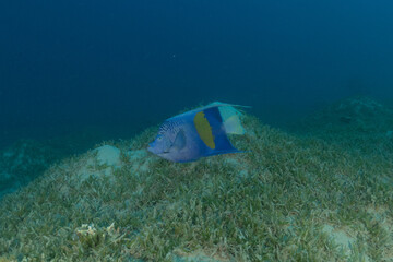 Fish swimming in the Red Sea, colorful fish