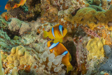 Clown-fish anemonefish in the Red Sea Colorful and beautiful, Eilat Israel
