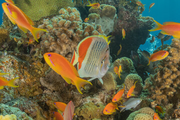 Fish swimming in the Red Sea, colorful fish