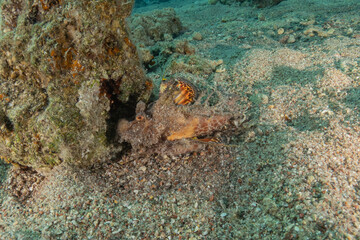 Fish swimming in the Red Sea, colorful fish