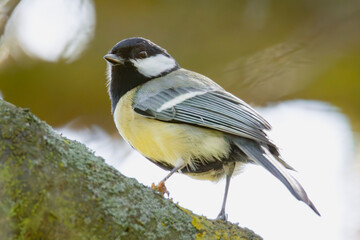 Kohlmeise auf einem Ast