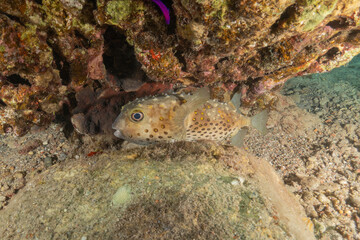 Fish swimming in the Red Sea, colorful fish