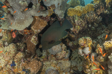 Fish swimming in the Red Sea, colorful fish