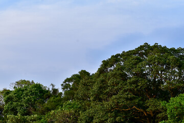 Obraz premium Low angle of the tree against the blue sky background. Full of tree branches and tree green leaves. Looking up to the trees. Nature concept. Tree background.
