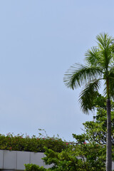 Close-up of the Palm tree in the city. Palm tree in the street. The greenery of the city....