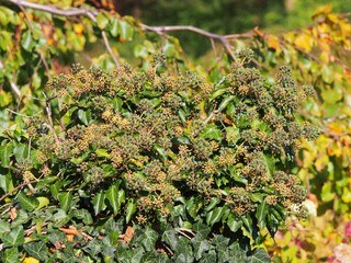 Hedera helix – common ivy in autumn with unripe green berries, evergreen climbing plant with glossy leaves, ornamental vine for gardens and wildlife habitats