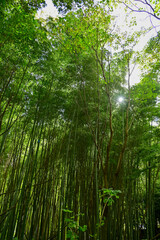 Close-up of the forest with full of trees. Green trees, nature scene. Tree background. Row of trees.