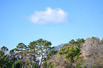Obraz premium Low angle of the tree against the blue sky background. Full of tree branches and tree green leaves. Looking up to the trees. Nature concept. Tree background.