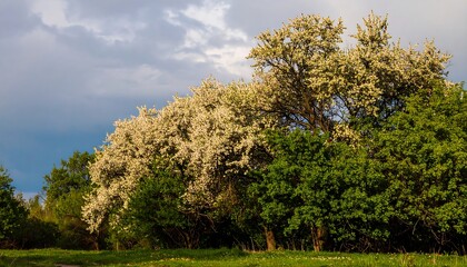 Obraz premium Blooming trees in spring field