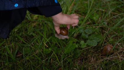 Child s hand holding a brown snail in green grass after rain © Nataliia