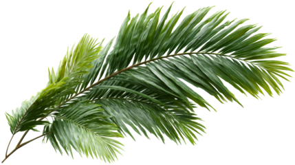 Green palm fronds with detailed texture and a curved stem