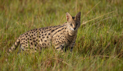 Serval cat on safari in Africa 