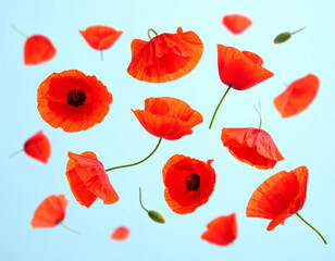 Obraz premium Red Poppy Flowers Levitating On A Soft Blue Background