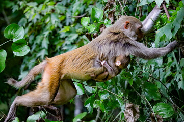 Mother monkey jumping with her precious cargo little baby holding tight  © onewildlifer