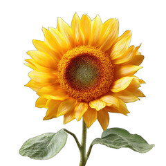 Fototapeta premium Close-up of a vibrant sunflower